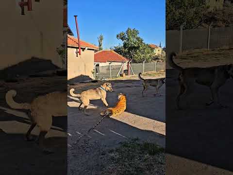 Kangal Dogs Meets Plush Tiger! His Reaction Was Surprising!