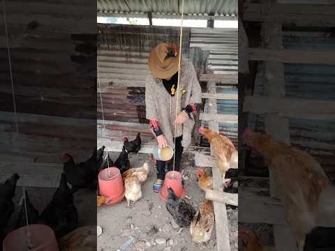 2 parte Entre las montañas de cacota al norte de Santander existe un lugar para el descanso #cacota