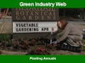 Planting Annuals Part 2 of 3 Planting