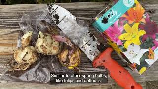 When to Plant Lily Bulbs