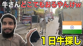 【インドあるある】牛さんどの道にいるのは不思議 | #インド