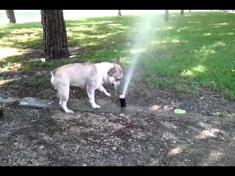 Peteke contra aspersores del parque 2