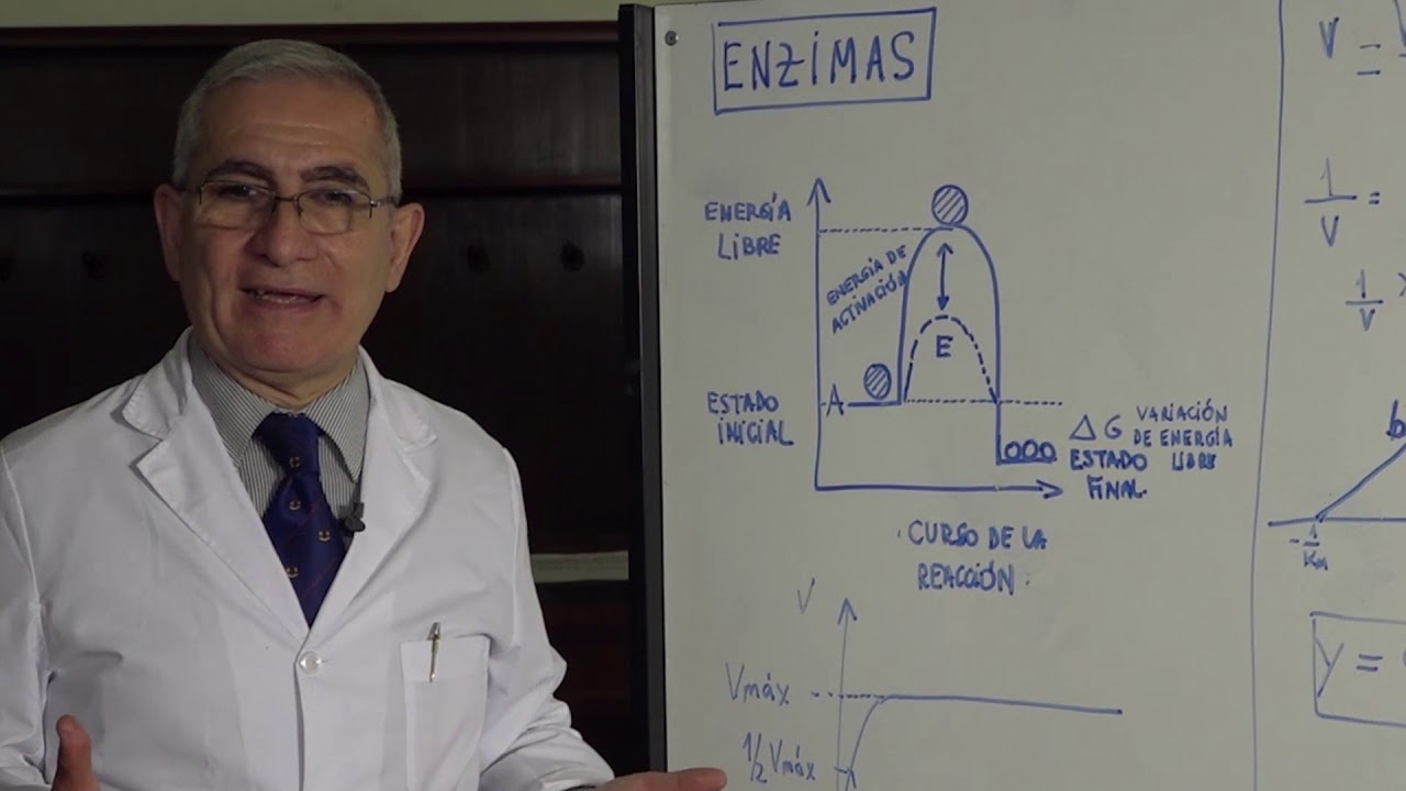 ENZIMAS PARTE 1