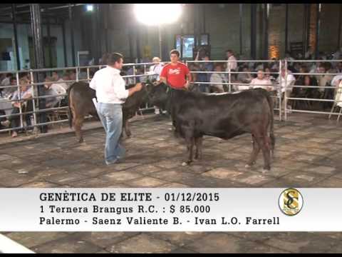 01-12-15 Ventas ( Parte 4 ) - Genetica de Elite - Palermo - Buenos Aires