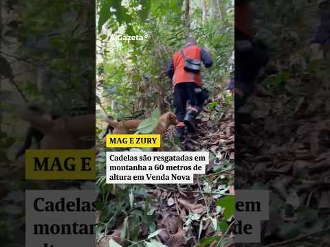 Cadelas são resgatadas em montanha a 60 metros de altura em Venda Nova  #shorts #noticias