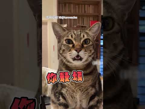 幼貓死掉怎麼處理