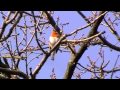 Robin Red Breast Singing for Spring 2013 Erithacus ...