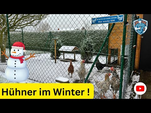 Hühner im Winter - Meine Winter-Tipps für glückliche Hühner! 🌨️🐓 #Hühnerhaltung