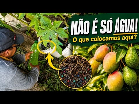 Começamos um Novo Teste no Pomar: Será Que Vai Funcionar?AgriculturaOrgânica #Microrganismos