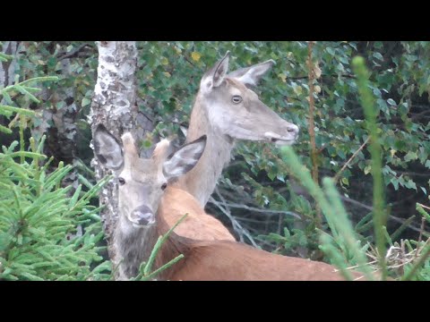 Hirschkuh mit Schmalspießer und Kalb - Ende August