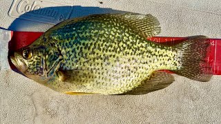 I did NOT Expect to catch these GIANTS!