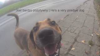 Brutus - Looking for lovely home!