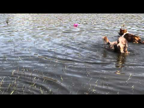 2 Border Collie´s und ein Beardie beim Toben im Wasser ;-)
