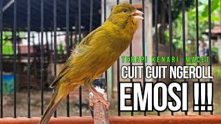 Download lagu Burung Kenari Cuit CUIT Super BUNYI, Masteran Kenari PAUD, Pancingan & Masteran Kenari MACET BUNYI mp3