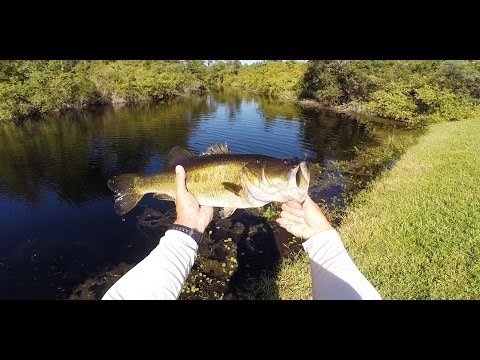 Orlando pond fishing for bass – 4 1/2 pounder