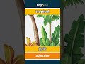 tropical - 热带 video thumbnail