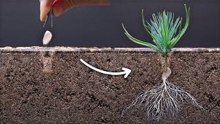 I Grew Many Different Plants and Filmed Them For 1000 Days