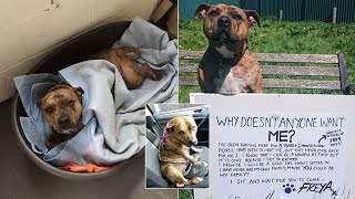 World's Loneliest Dog Finds A Friend After Being Rejected By 18,000 Potential Adopters For 7 Years