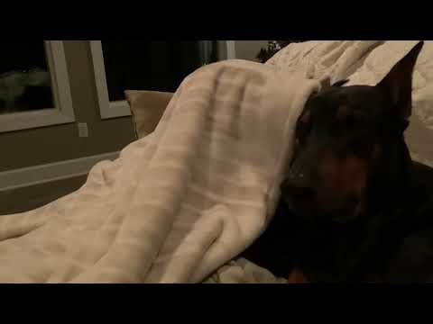 Owning 2 dobermans