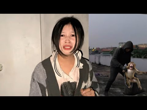 Nahu the monkey is still alive. Nahu was found in an abandoned building.