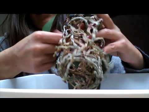 Orchid rescue: Dehydrated Phalaenopsis