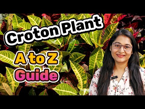 🔴CROTON PLANT COMPLETE CARE/क्रोटन को मरने से कैसे बचाएं/ WHY CROTON LEAVES FALL#crotonplantcare