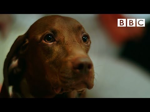 YouTube video about: What dog keeps the best time?