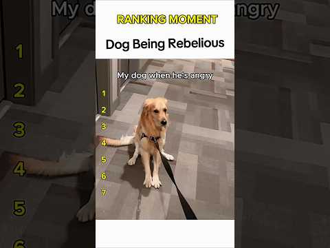 Dogs being idiots part 41: Rebelious dog 🤣 #funnydog #funnypet #cutedog #dogshorts