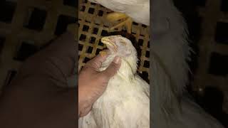 Download lagu Ayam mati terjepit #shortvideo mp3 Download lagu Ayam mati terjepit #shortvideo mp3