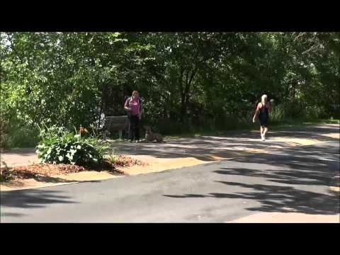Luna (Weimaraner) Boot Camp Dog Training Demonstration