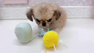 ハーフ犬の動画01
