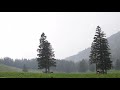 Light Rain On The Mountain Meadows Nature Sounds Relax Sleep