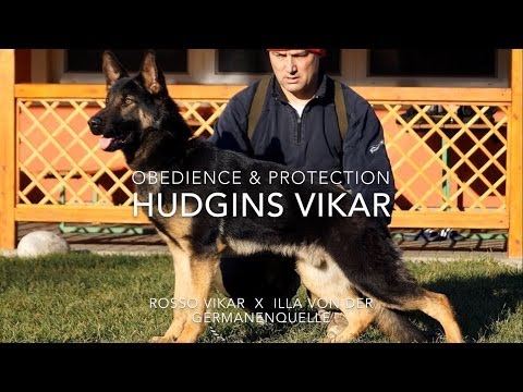Hudgins Vikar - obedience & protection