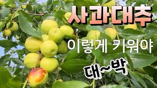 사과대추 이렇게 키워야 알크고 벌레도 없고  주렁주렁