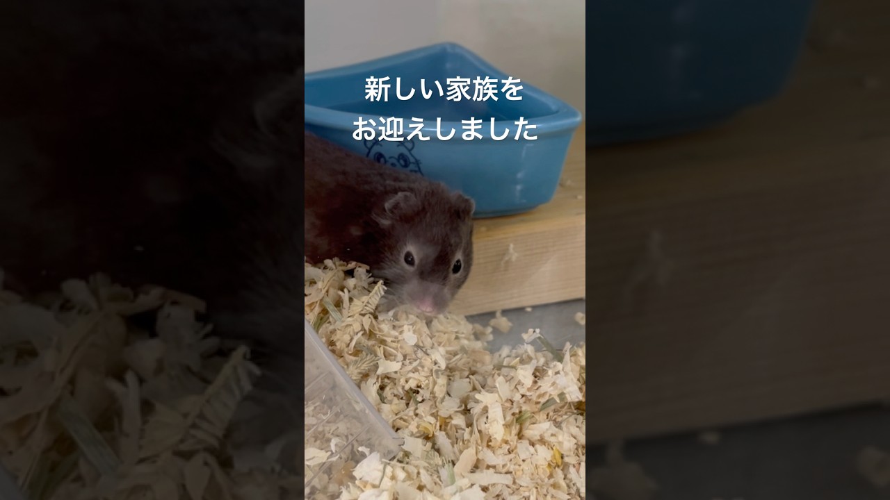 くまにそっくりな男の子をお迎えしました🐻 #hamster #ハムスター #ハムスターかわいい面白い #shorts