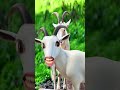 E O Pix Nada Ainda
