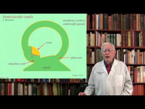 Lecture 3.  The Vestibular System  Structure, Function and Dysfunction