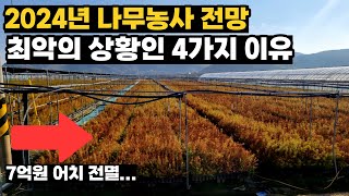 2024년 나무농사, 최악의 조건인 4가지 이유