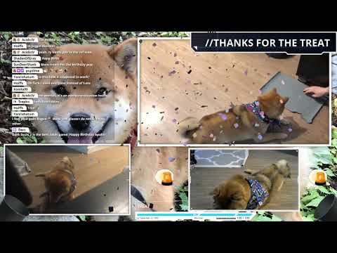 Apollo's Birthday Stream v3!