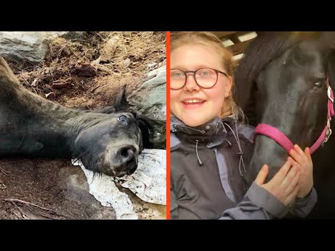 Hästen Lärka fastkilad mellan två träd – fick räddas av brandkåren | Efter fem | TV4 & TV4 Play