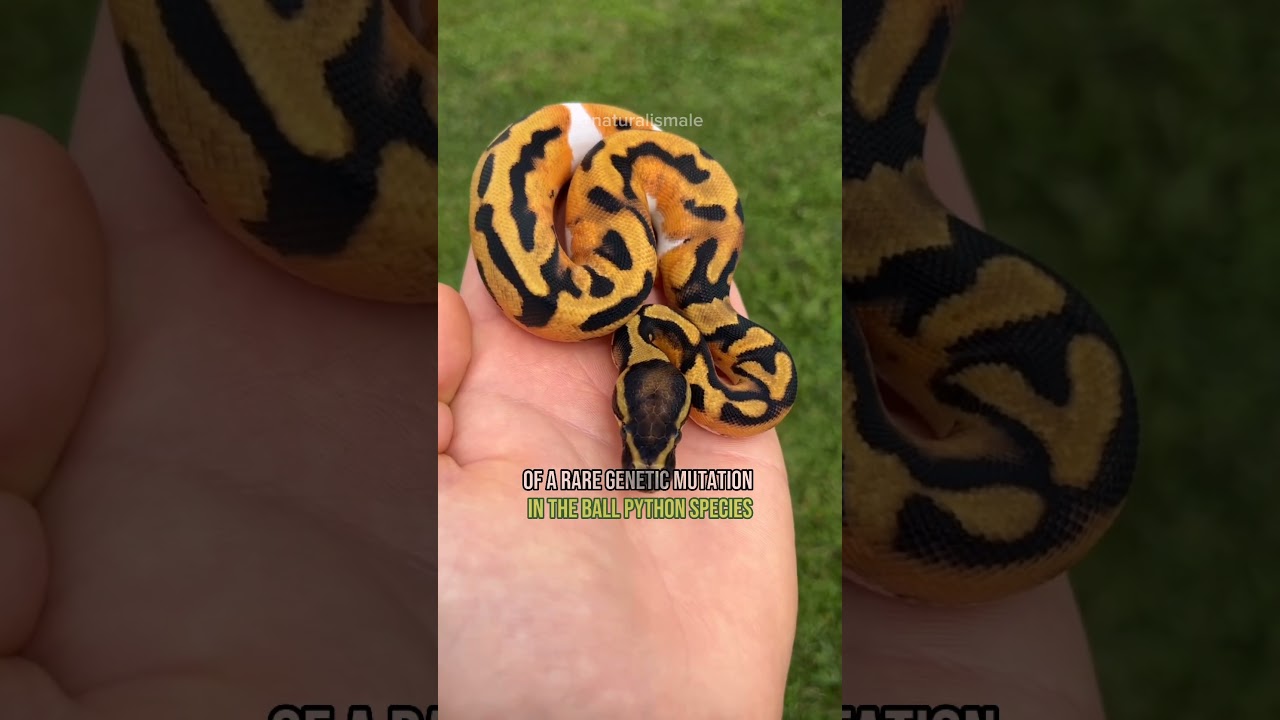 The beautiful Piebald Python snake #animal #nature #animaldocumentary