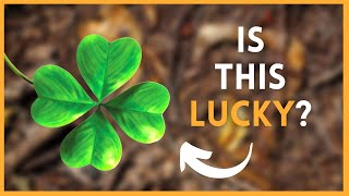 Why is the Four-Leaf Clover Lucky? | SymbolSage
