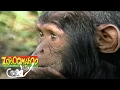 Zoboomafoo 117 Ears Hear HD Full Episode