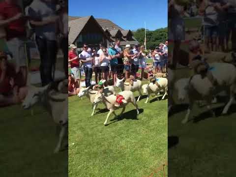 , title : 'Sark sheep race 160716'