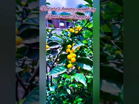 In search of Nature's Beauty.....presented by Vijayalakshmi Danaraddi