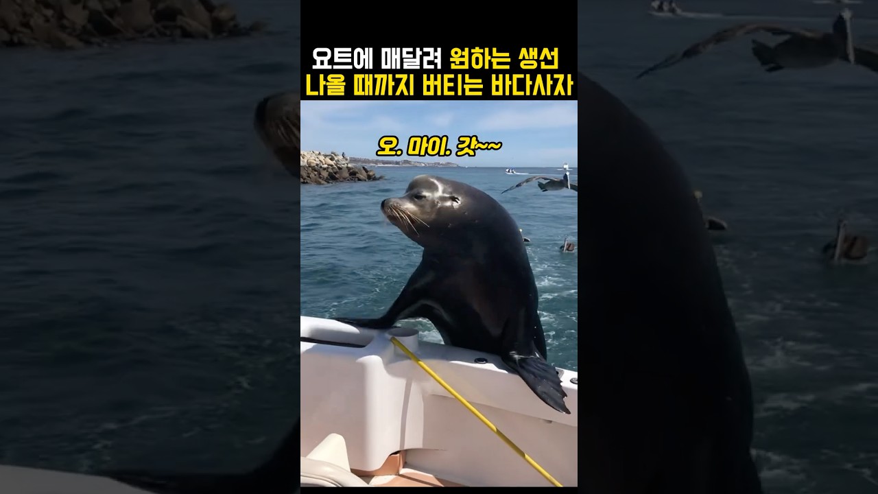 요트에 무임승차한채 물고기를 요구하는 바다사자ㅋ #동물 #바다사자