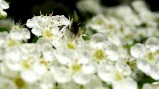 preview picture of video 'Flori  si albine'