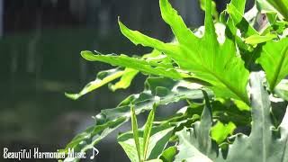 Download lagu Beautiful Harmonica Music   Relaxing Instrumental Love Songs 80s, 90s mp3