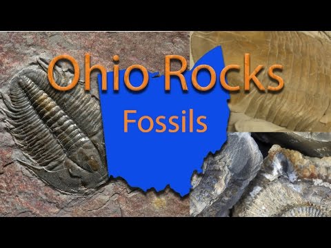 Ohio Rocks: Fossils