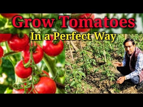 , title : 'How to grow Tomatoes in a Perfect Way'